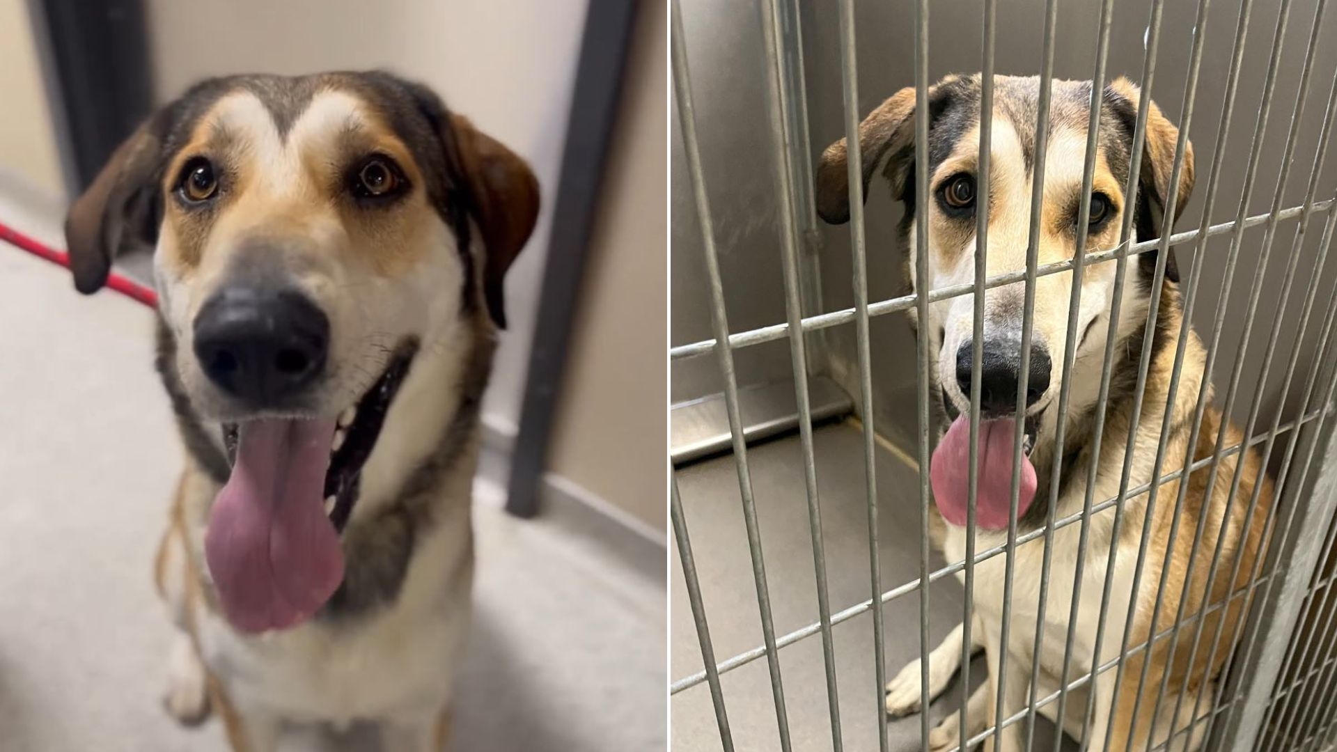 Shelter Dog Returned Only An Hour After Being Adopted Because ‘He Is Too Big’