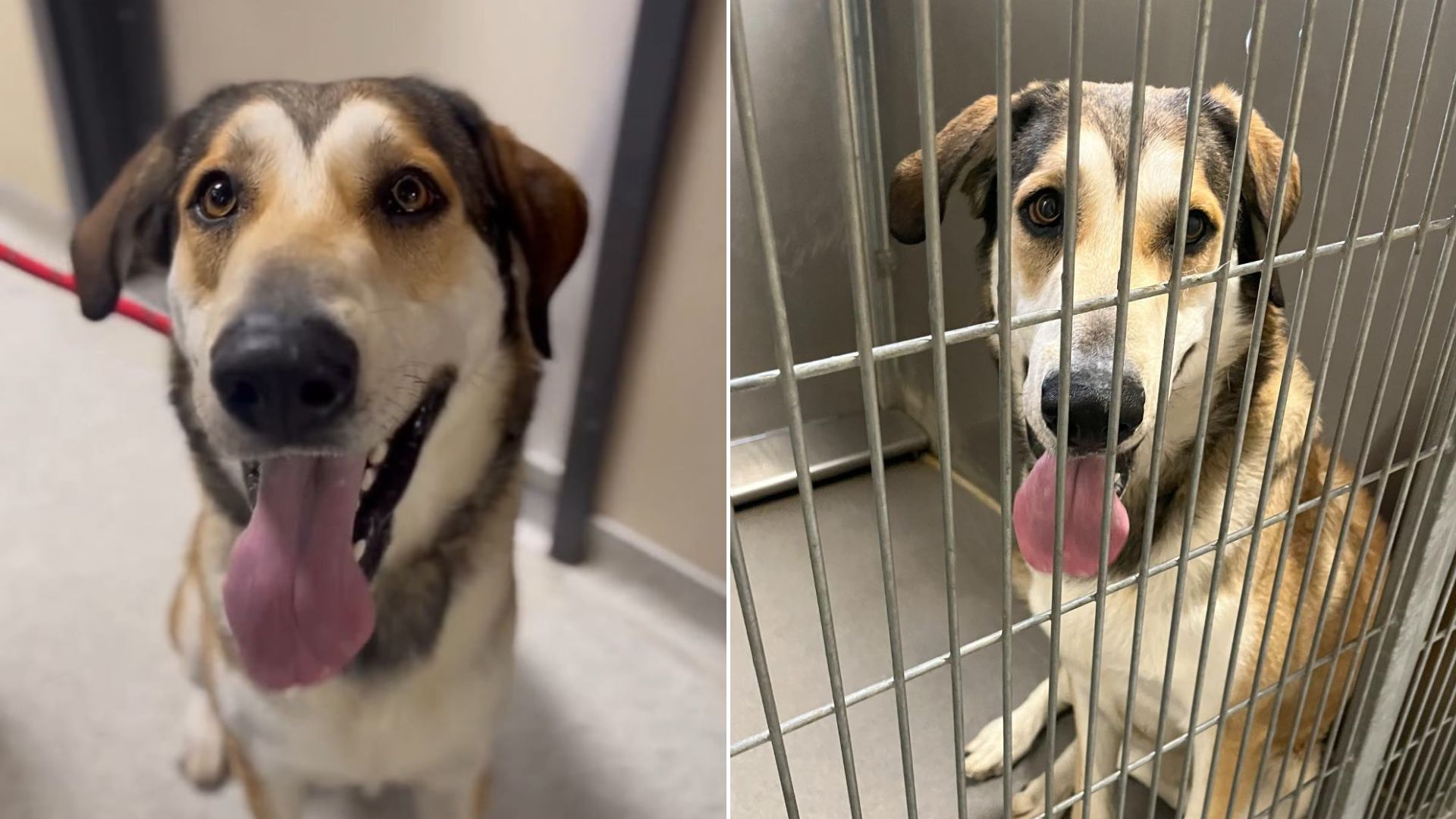 Sweet shelter dog