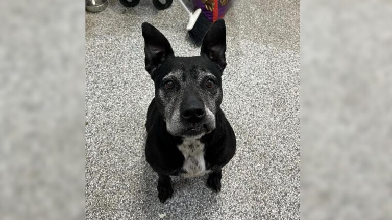puppy at the shelter