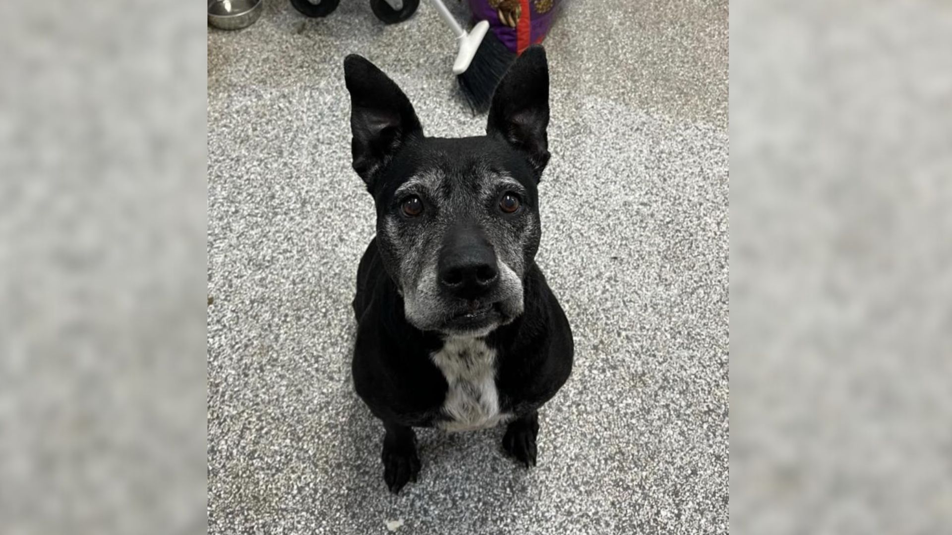 Tears As Texas Volunteers Hide Overlooked Shelter Dog For 6 Years To Prevent Euthanasia