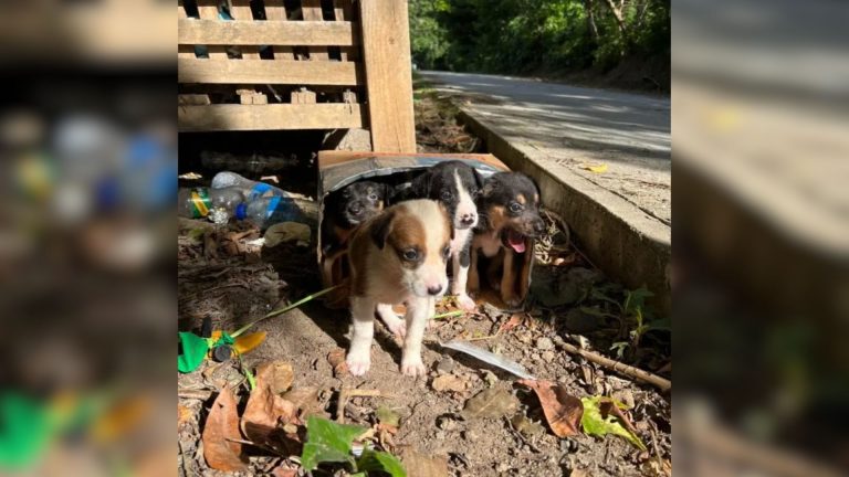box full of puppies