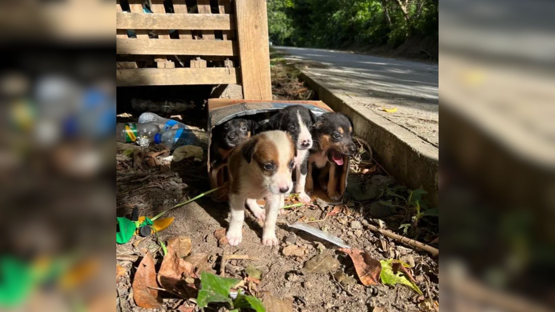 Shelter Workers Find A Shocking Surprise Inside A Cardboard Box Sitting Next To A Trash Can