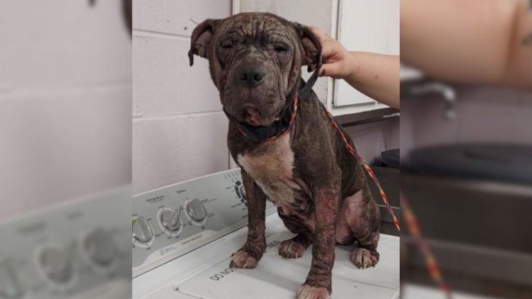 dog in a bad condition