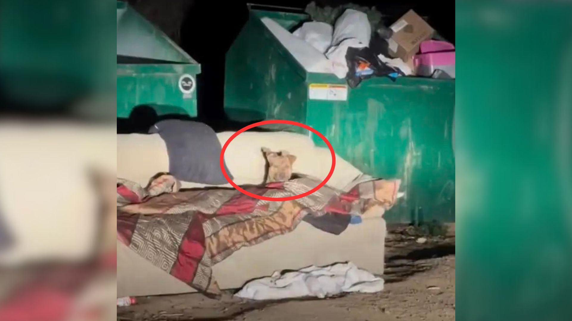 Dog in dumpster