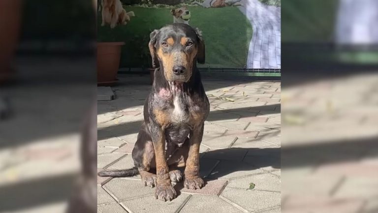 sick dog begging for help