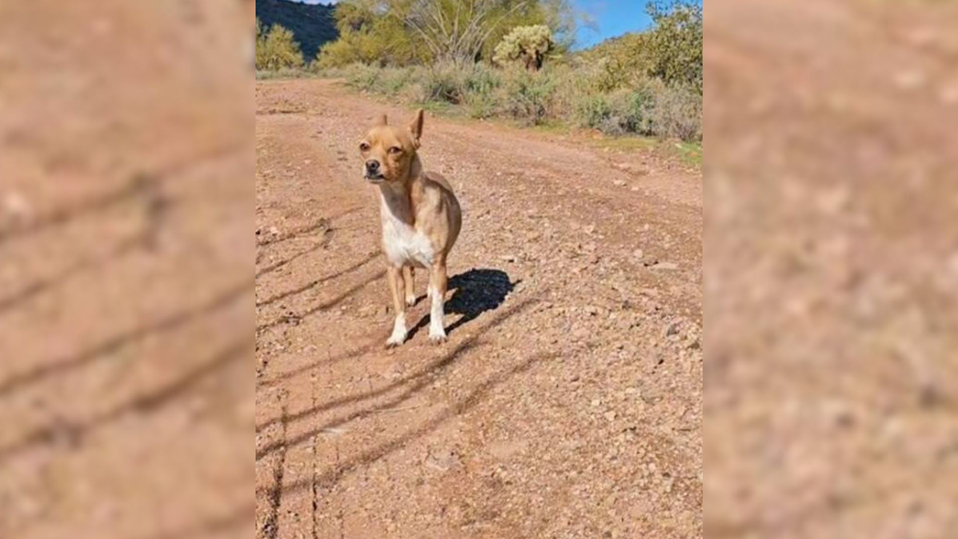 Sisters Find A Lost Dog Fending For Himself In The Desert, Then Learn His Heartbreaking Secret