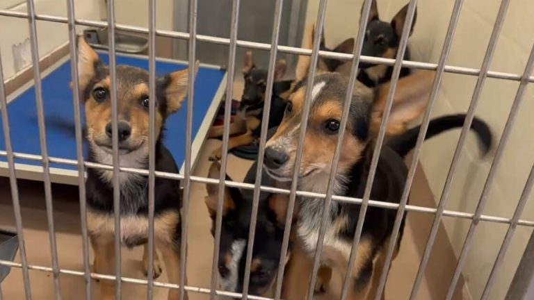 german shepherd puppies