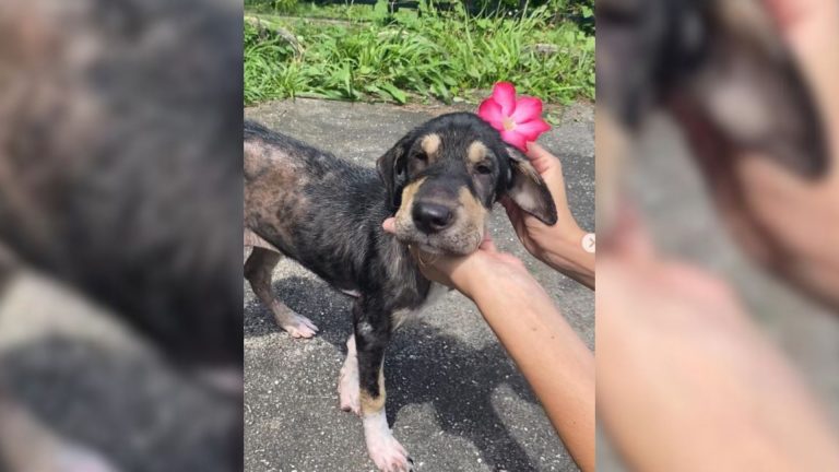 skinny pup with skin condition