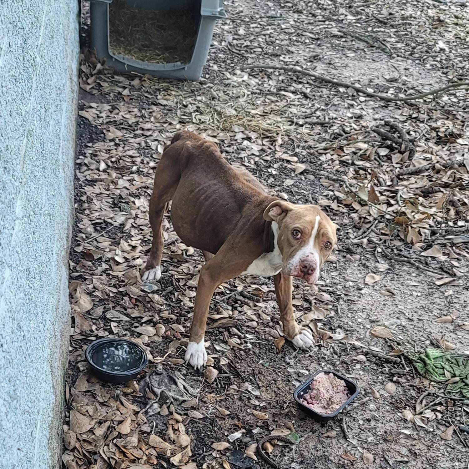 Skinny dog eating food