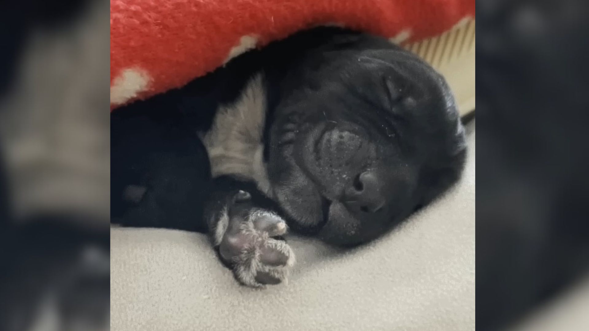 1-Day-Old Abandoned By His Owner Gets A Second Chance And Becomes The Happiest Dog