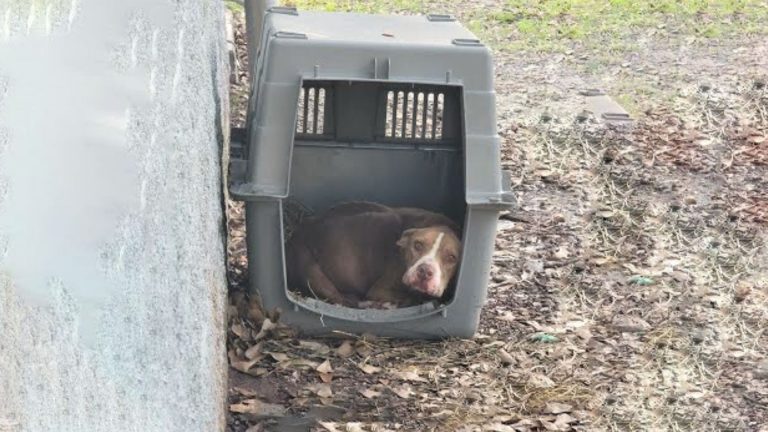 Abandoned dog in a box