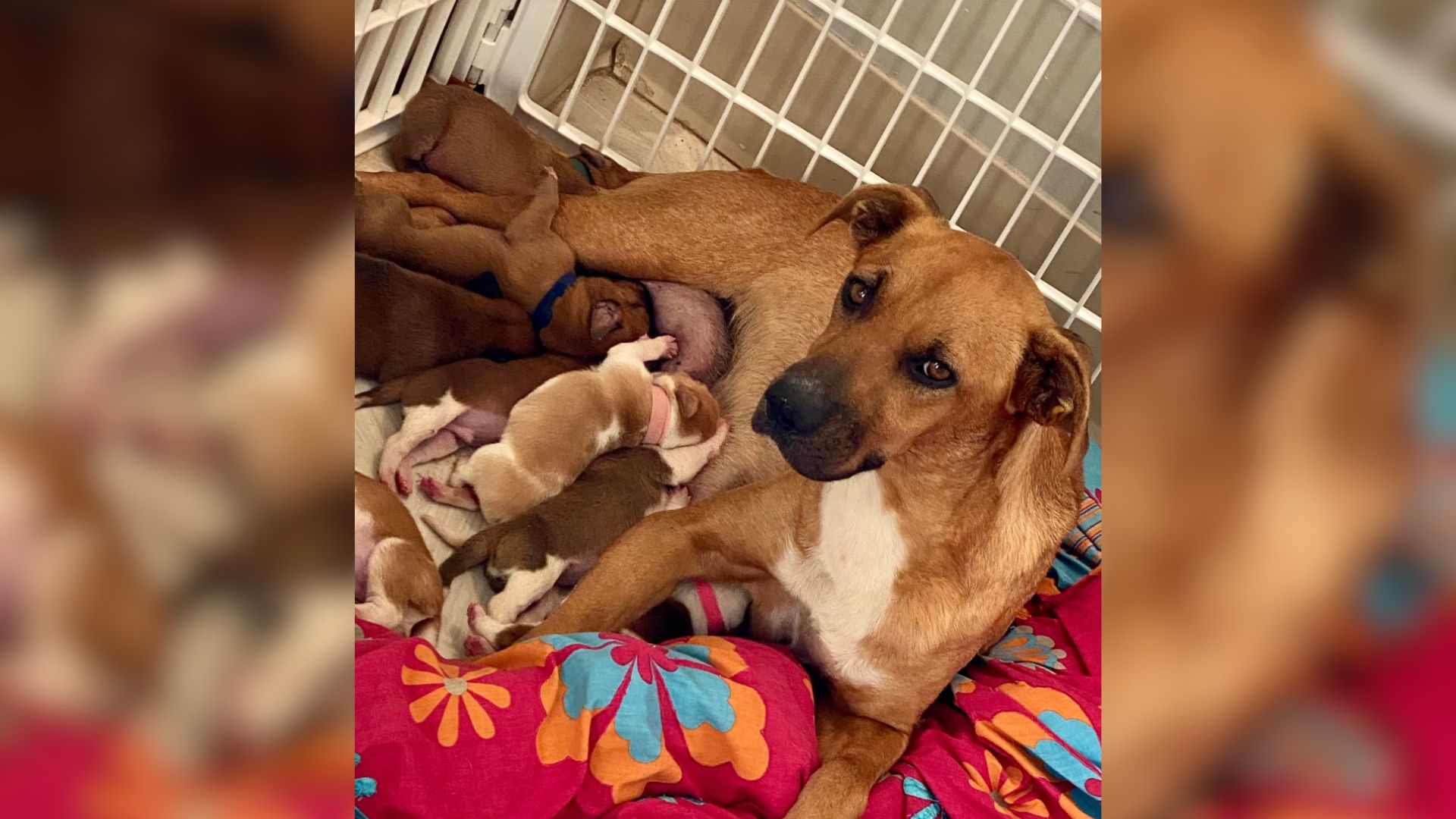 Mama Dog With 14 Babies Was Reluctant To Trust Anyone Until She Met Someone Special