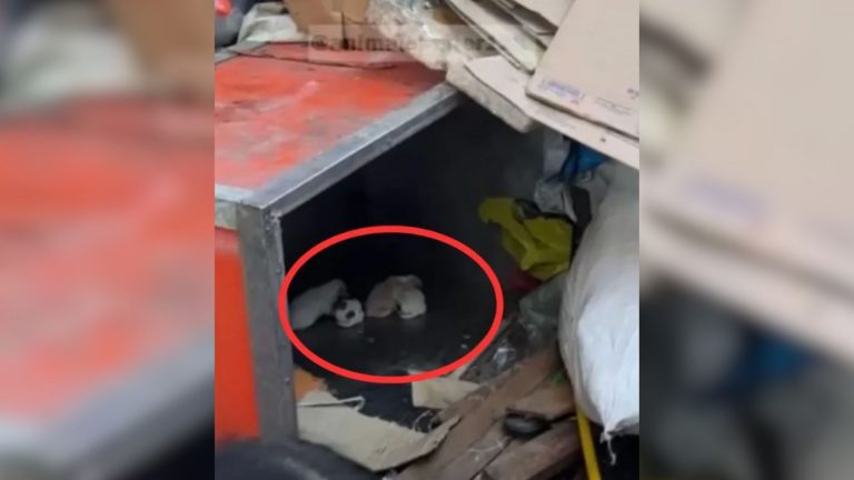 mama dog hiding with her babies in the garbage