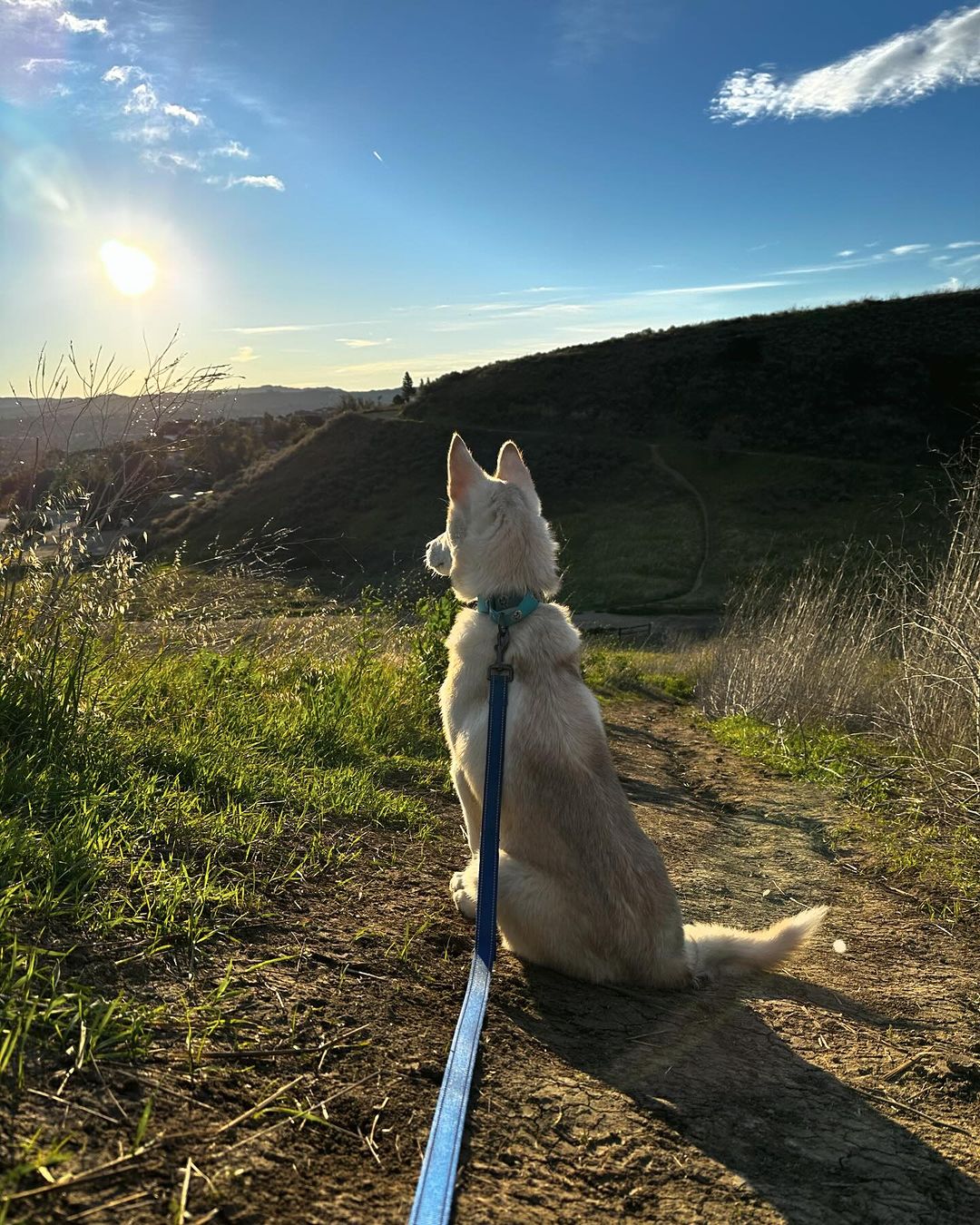 Sunset and dog on a leash