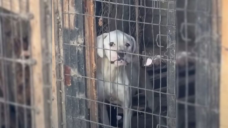 dog in prison