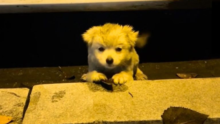 Sweet and adorable puppy
