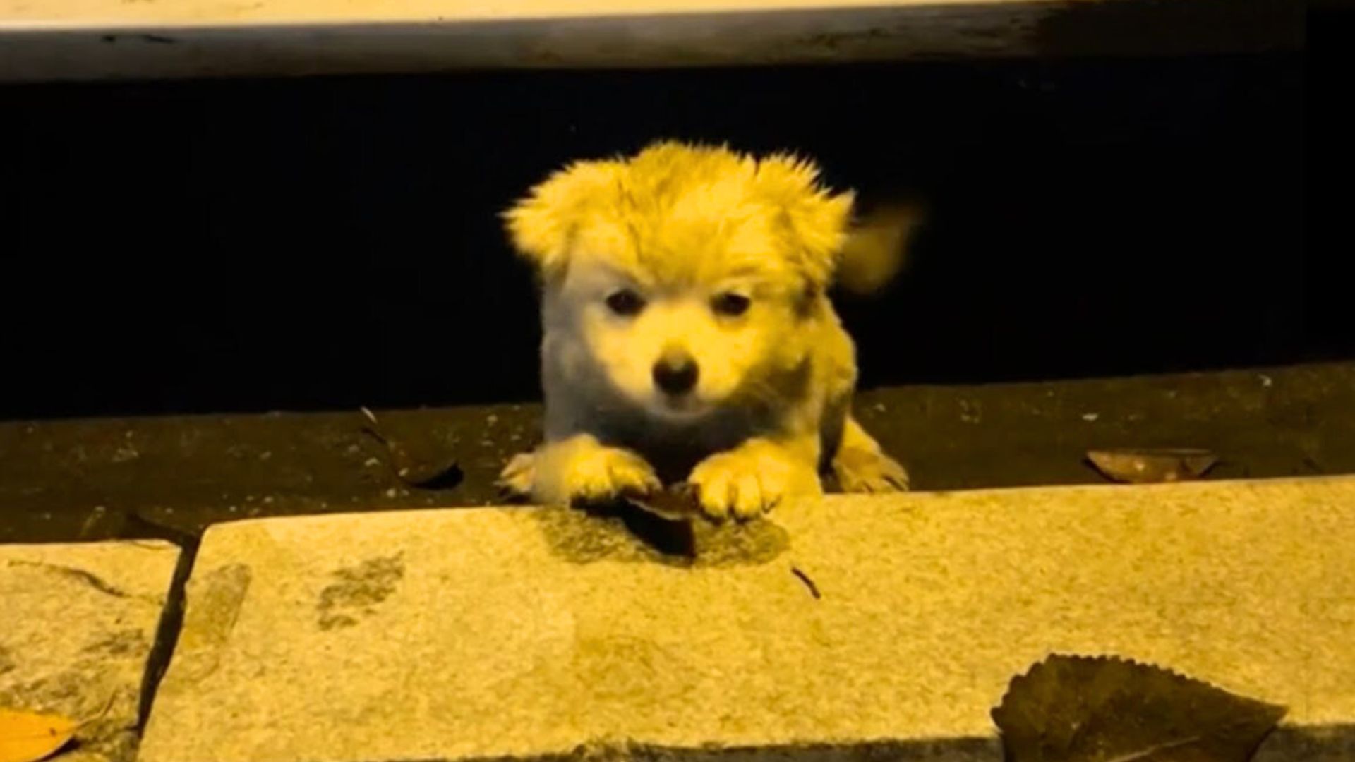 All This Poor Puppy Wanted Was Help, But He Was Too Scared To Leave His Spot And Ask For It