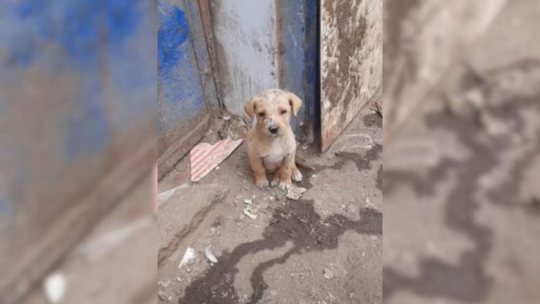 abandoned puppy