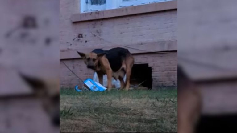 terrified mother dog