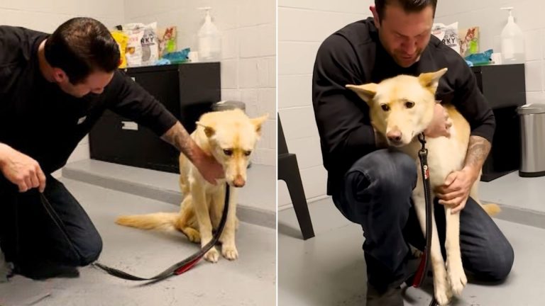 scared pup