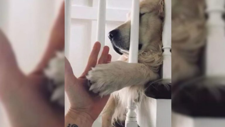 dog giving its paw to woman