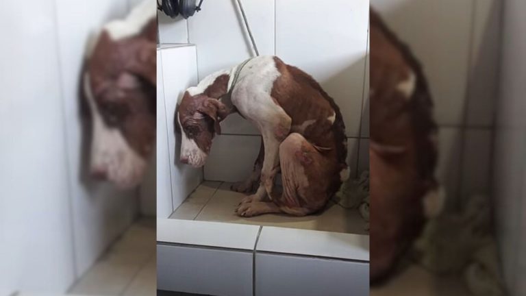 sad malnourished dog