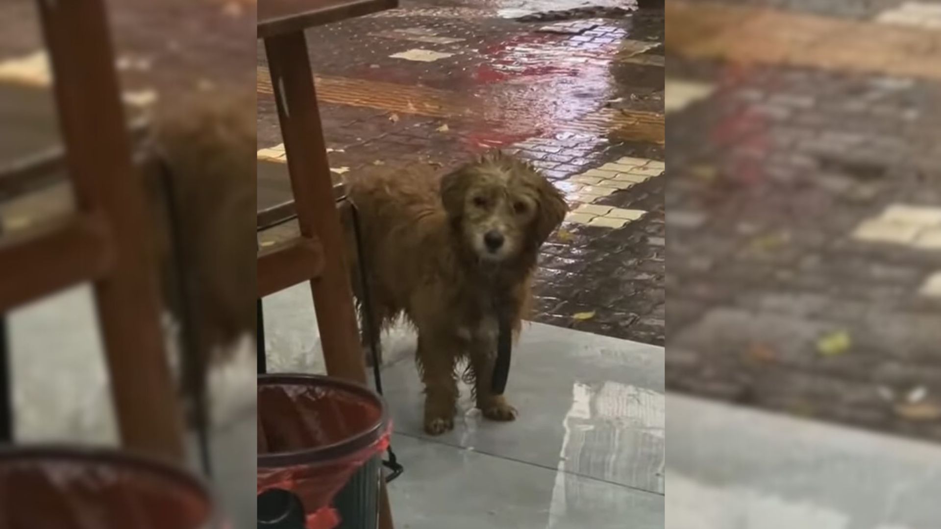 Starving Dog Stands In Front Of A Restaurant And Begs People For Food In The Pouring Rain