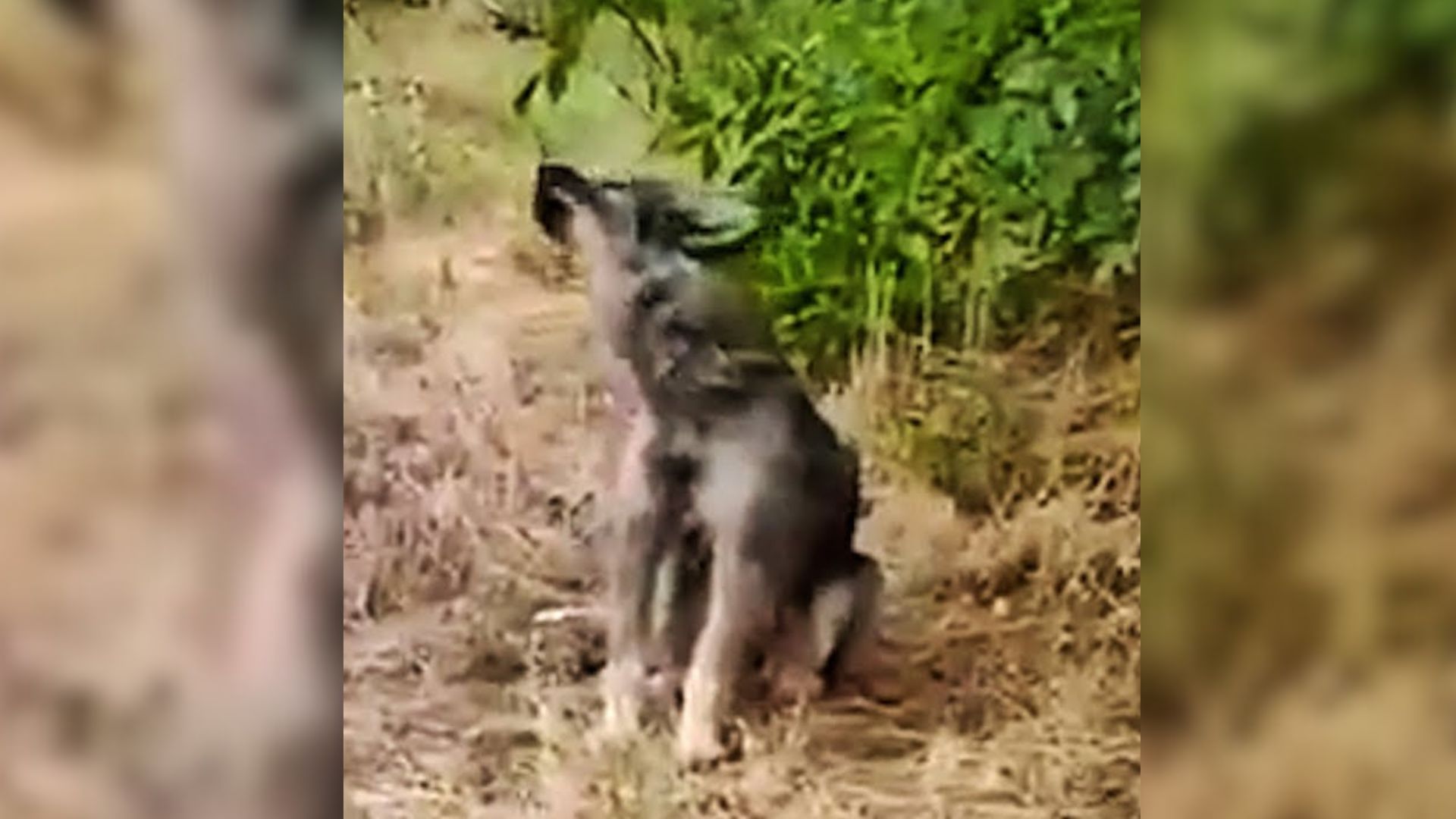 abandoned dog on the side of the road