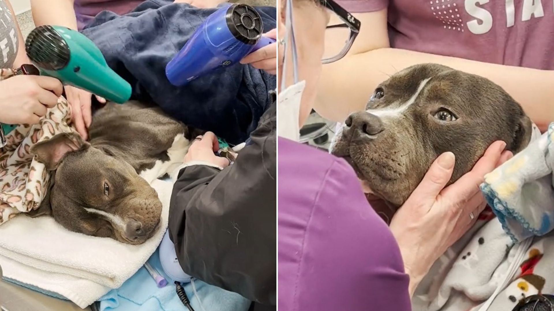 The Vet Team Fights To Revive A Dog Found Frozen And Abandoned During The Coldest Part Of Winter