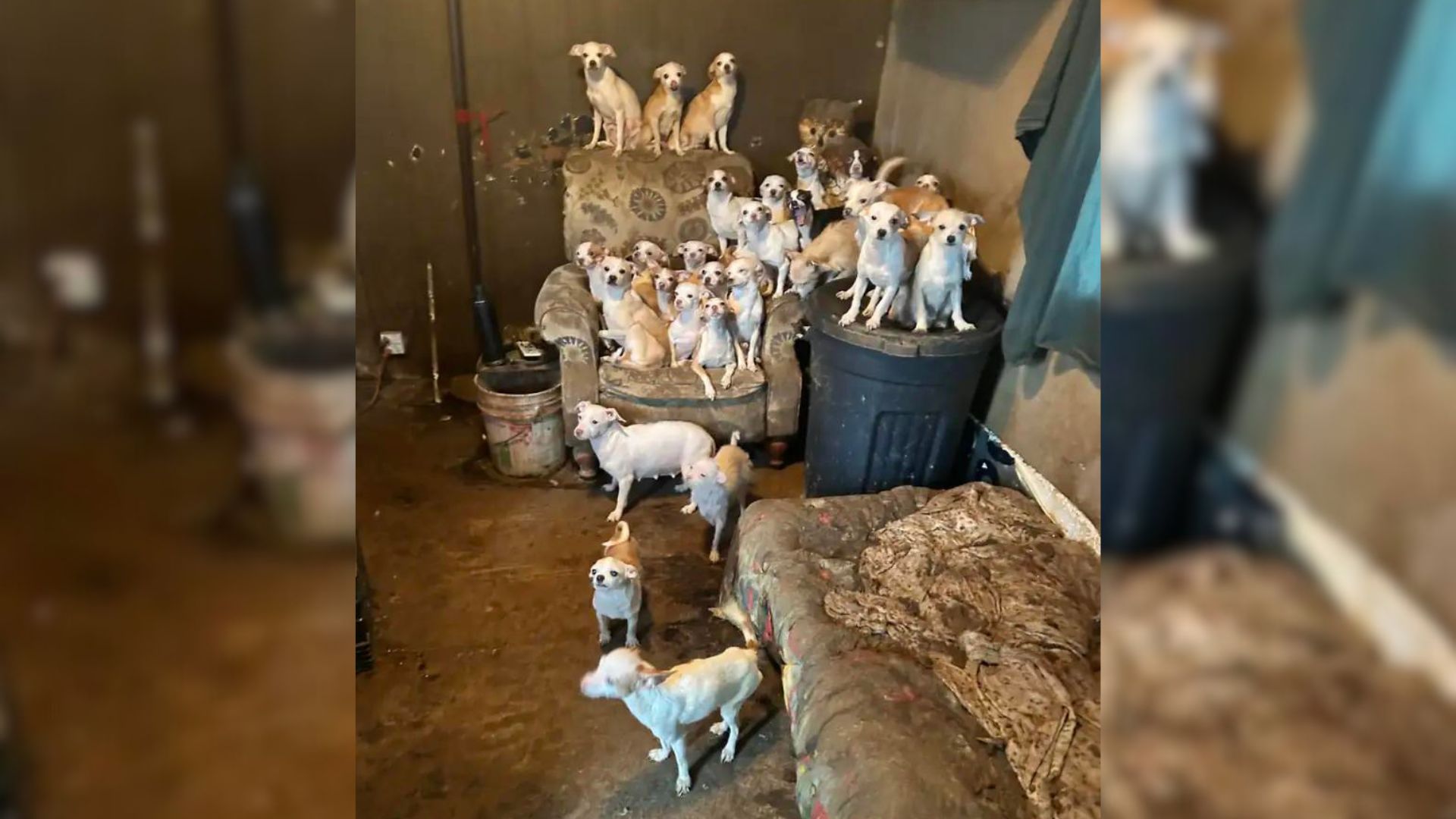Rescuers Completely Shocked By The Number Of Furry Animals Found In A Mobile Home