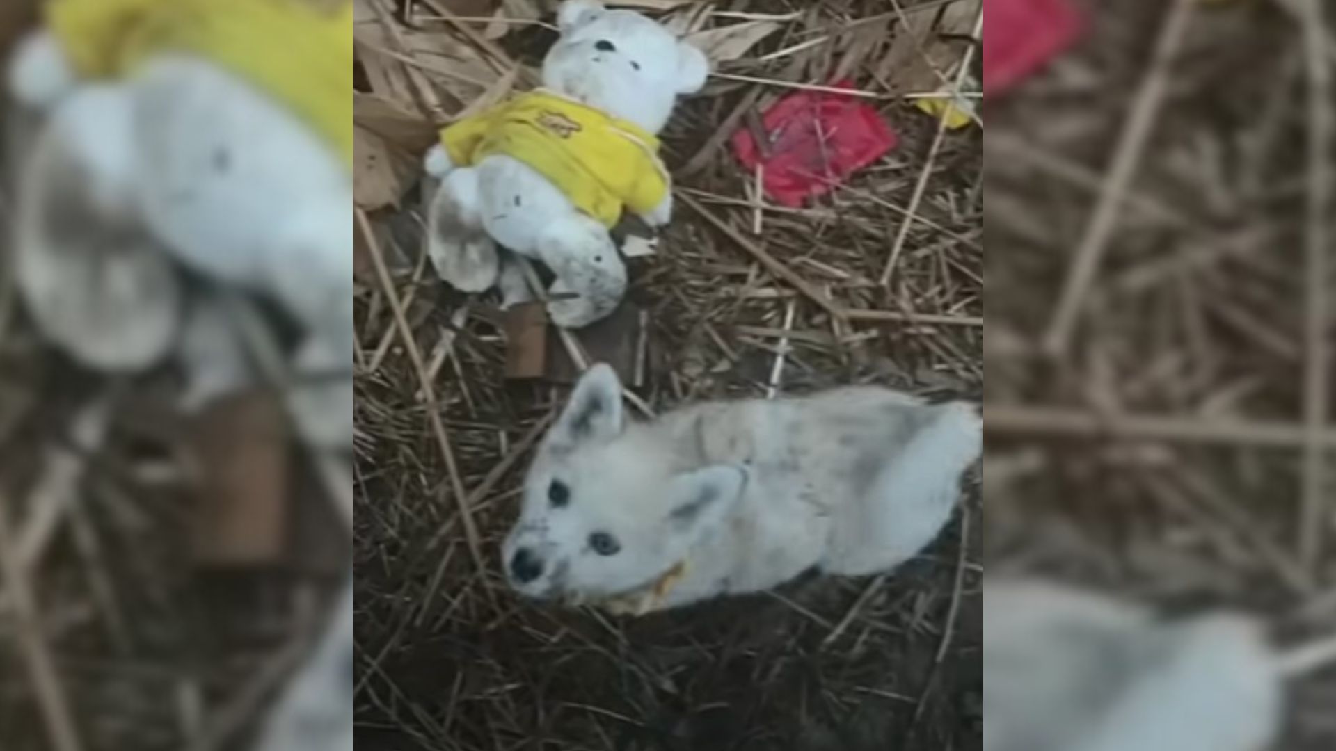 This Loyal, Freezing Dog Refused To Be Rescued Without His Best Bud