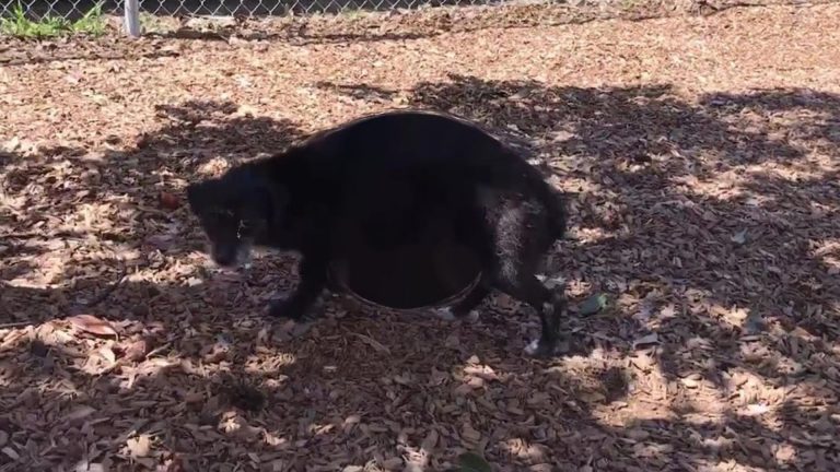 Abandoned black dog