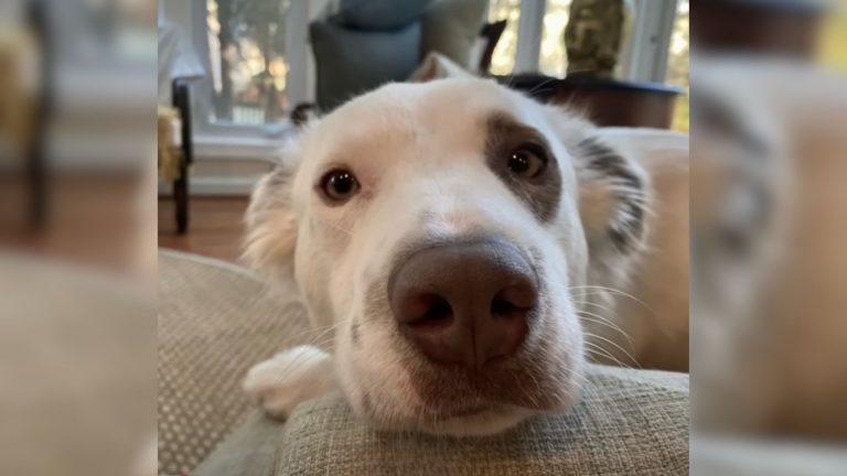 dog resting its head on the couch
