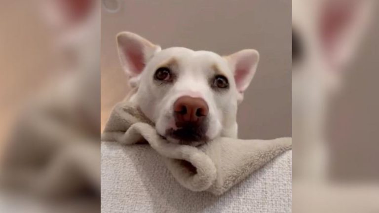 White deaf dog