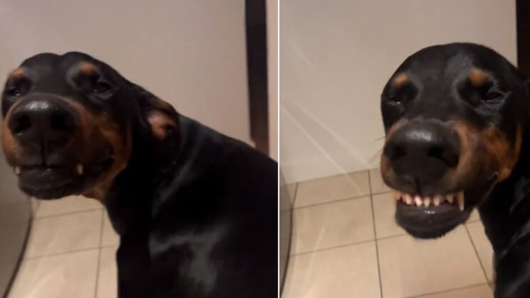 dog having a back scratch