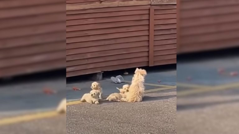 dog beggedn hooman to follow her