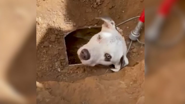 dog stuck in a drainage pipe