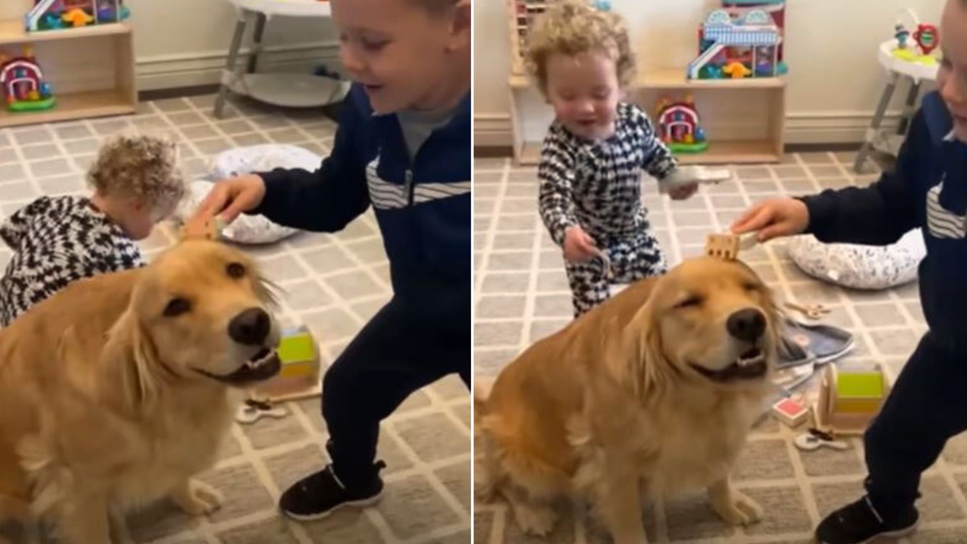 golden retriever and little boy