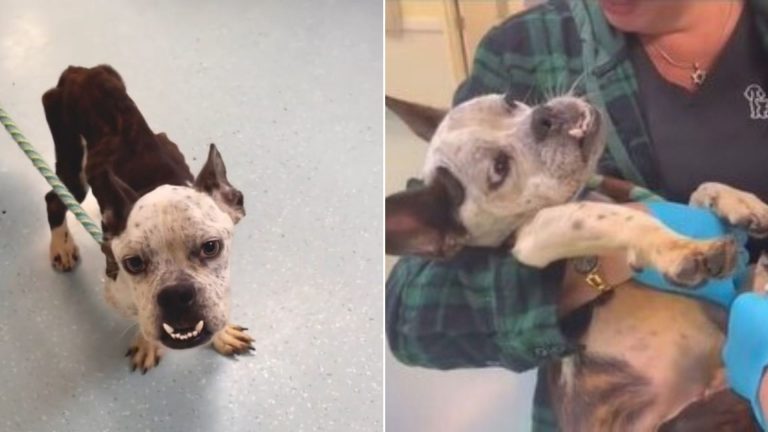 neglected one year old dog