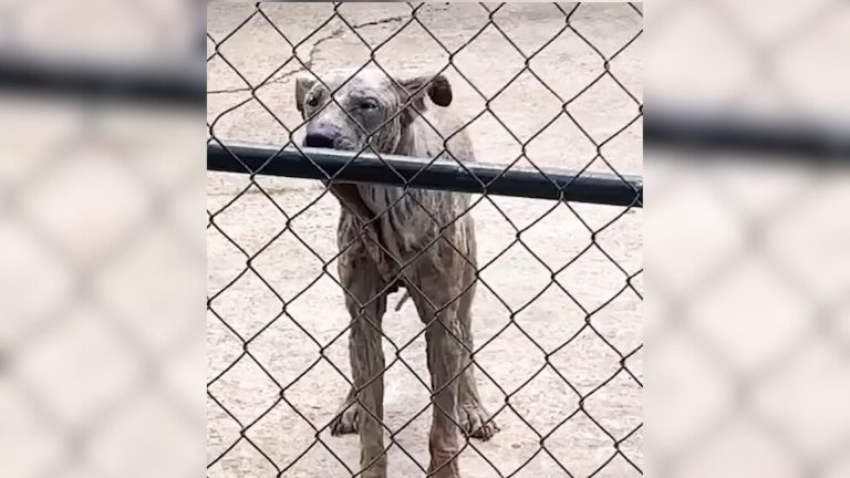 abandoned dog