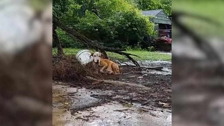 pregnant chained dog