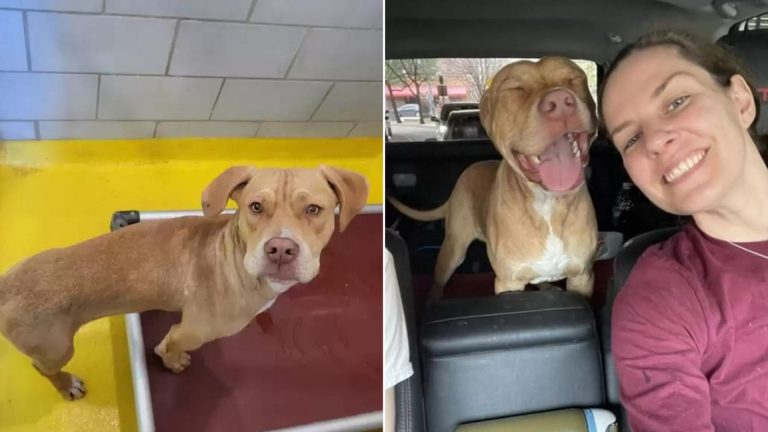 Happy adopted dog