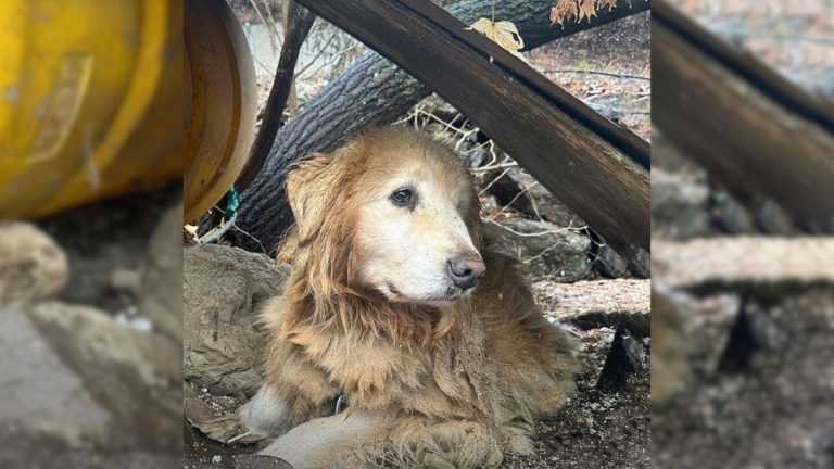 Neglected dog