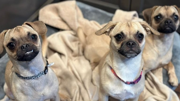 three pug puppies