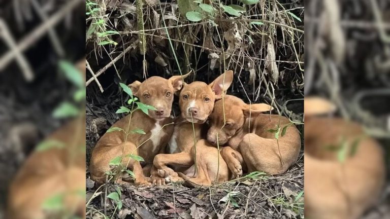 three puppies in the forest