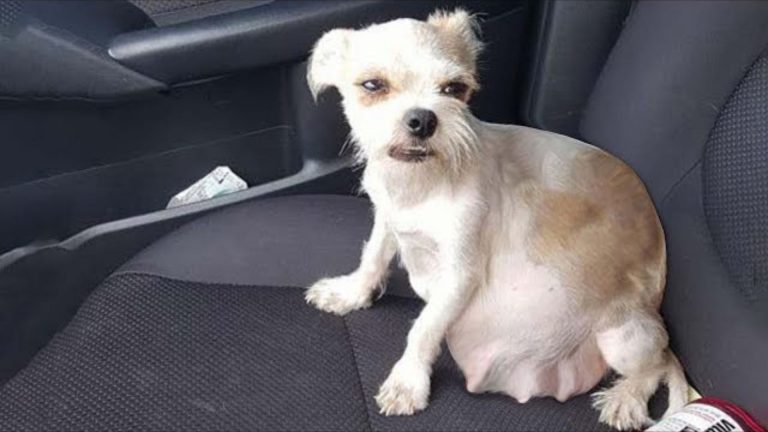 cute dog sitting in a car