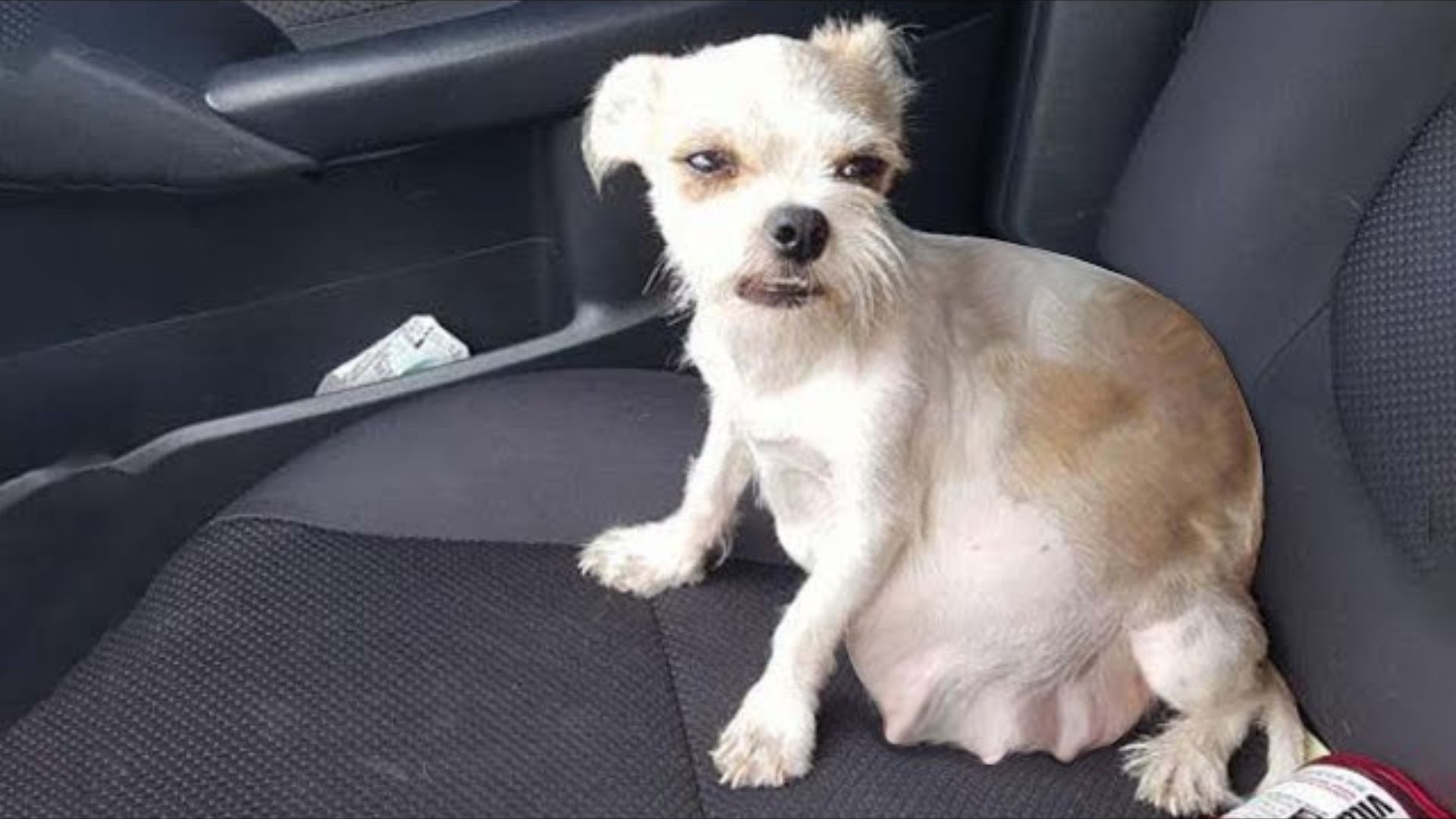 cute dog sitting in a car