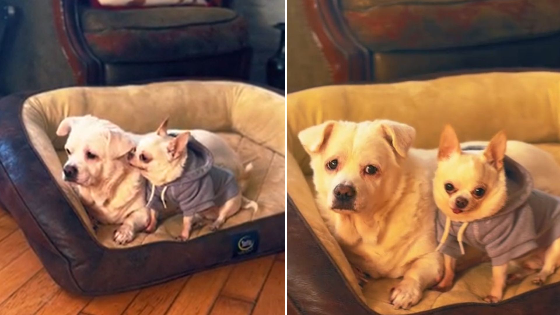 Tiny Chihuahua Comforts His Older Brother And Becomes His “Guardian Angel”