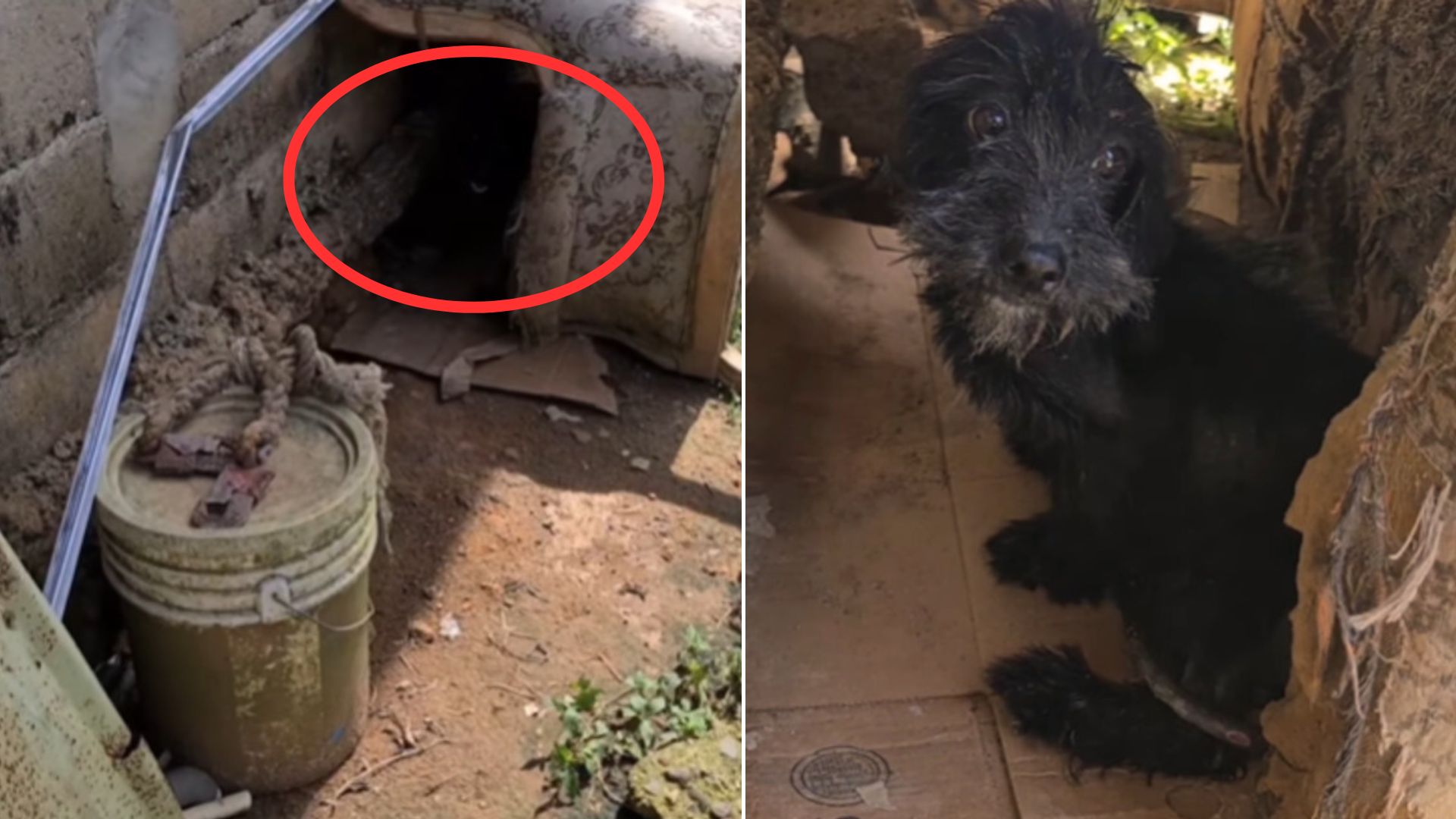 Tiny Dog Suffered A Lifetime Of Isolation, Chained Under A Broken Sofa