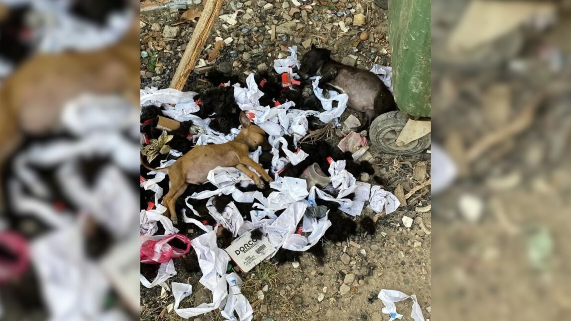 puppies on a trash pile